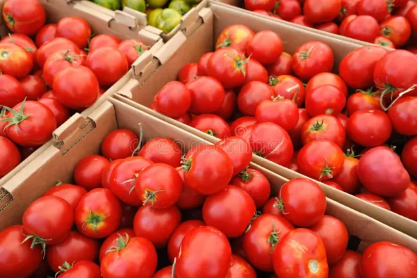 Tomate Turc